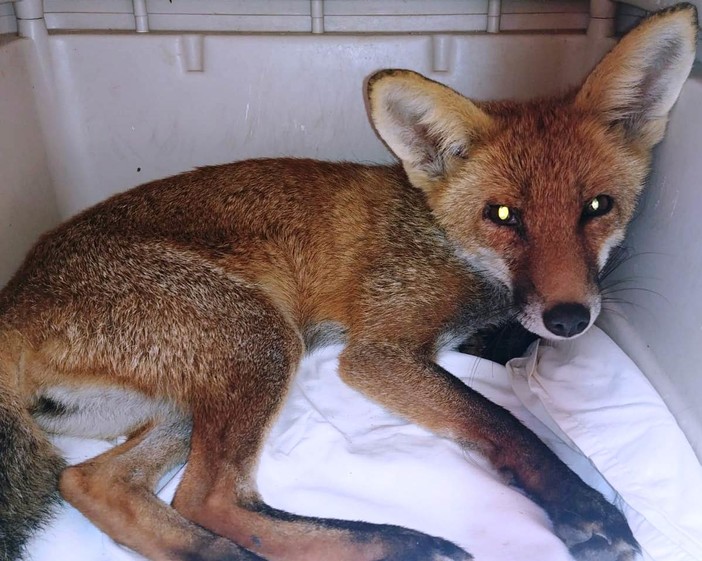 La denuncia dell'ENPA: "Volpe avvelenata a Luceto"