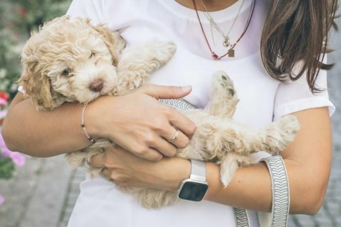 Vaccini per cani: quali sono raccomandati e come funziona il calendario Vaccini per cani: quali sono raccomandati e come funziona il calendario