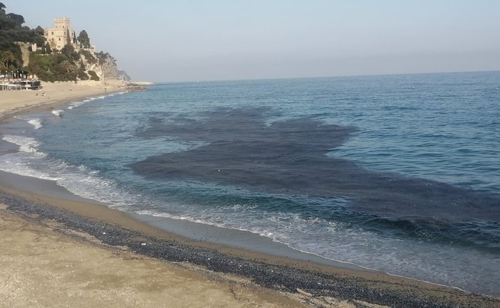 Le Velelle sulle spiagge liguri: Arpal spiega cosa sono
