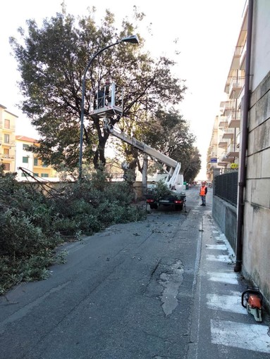 Finale intensifica i lavori sul verde cittadino Finale intensifica i lavori sul verde cittadino