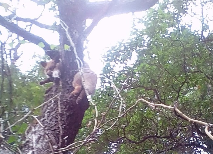 Stellanello: maltrattamento ed uccisione prima di un cane e poi la volpe impiccata, le indagini proseguono