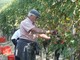 Termina con successo la vendemmia in Provincia di Savona: annata top