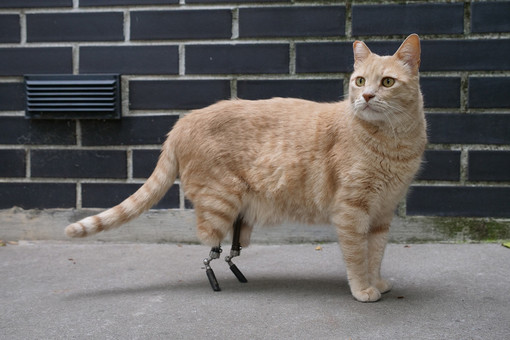 Vito, il primo gatto bionico italiano: la sua incredibile storia ad “Albenga Racconta – Storie animate all’ombra delle torri”