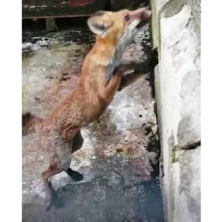 Enpa: "Guarita la volpe soccorsa a Luceto"