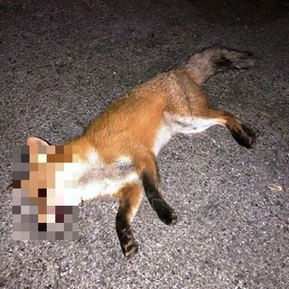 Quiliano, animali selvatici investiti lungo la strada dei Tecci. L'Enpa lancia un appello agli automobilisti: "Andate piano"