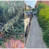 Savona, via Famagosta alta, scarsa manutenzione del verde che invade i marciapiedi Savona, via Famagosta alta, scarsa manutenzione del verde che invade i marciapiedi