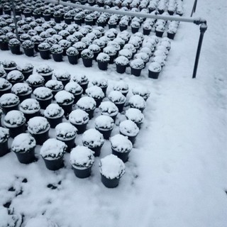 Confagricoltura Liguria incontra Governatore Toti e richiede stato di calamità per il gelo e le nevicate