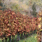 A Spotorno va in scena l'epopea dei vignaioli liguri: Pino Petruzzelli porta sul palco "Storie di uomini e di vini" A Spotorno va in scena l'epopea dei vignaioli liguri: Pino Petruzzelli porta sul palco "Storie di uomini e di vini"