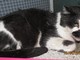 L'appello dell'Enpa: "Gatto cerca casa" L'appello dell'Enpa: "Gatto cerca casa"