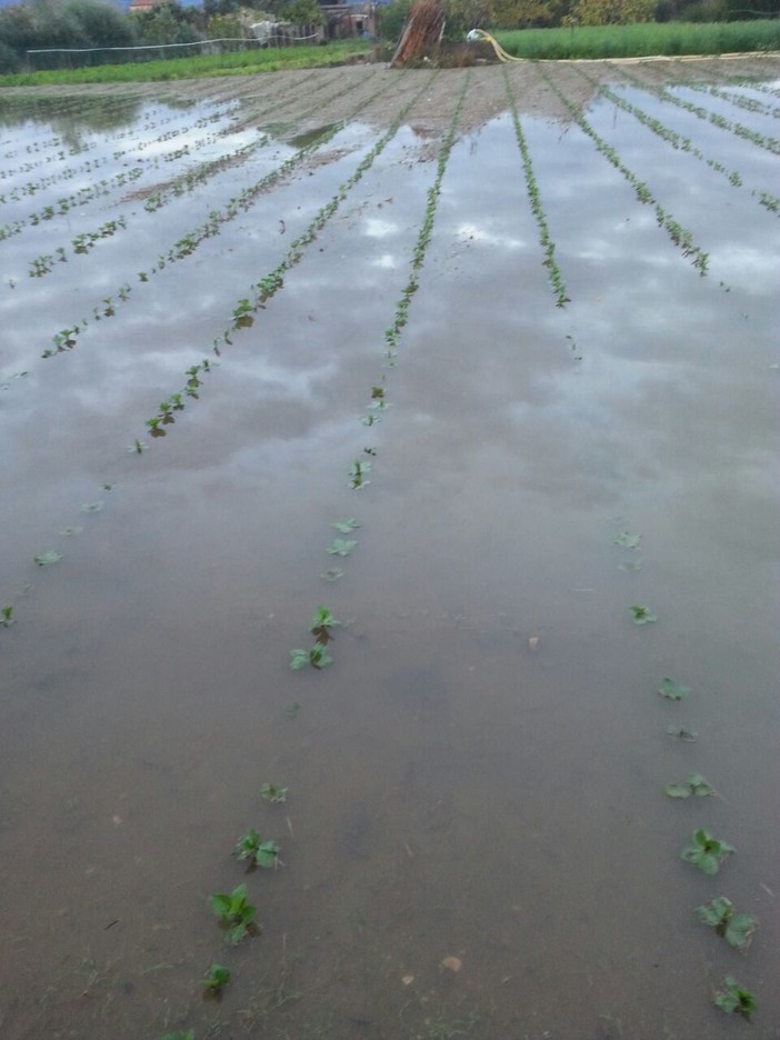 Danni alluvione: CIA, Coldiretti e Confagricoltura chiedono la convocazione del Tavolo Verde Danni alluvione: CIA, Coldiretti e Confagricoltura chiedono la convocazione del Tavolo Verde