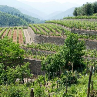 Vigneti, la Giunta regionale approva novantamila euro di aiuti per ristrutturazione e riconversione Vigneti, la Giunta regionale approva novantamila euro di aiuti per ristrutturazione e riconversione