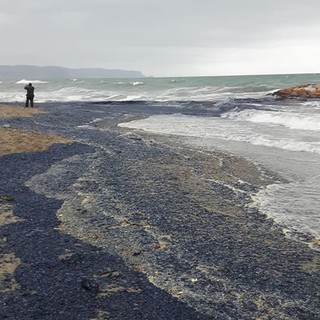 Distesa blu sul litorale: invasione di "Velelle" a Ceriale