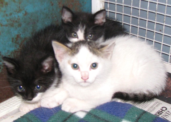 I gatti salvati dell'Enpa