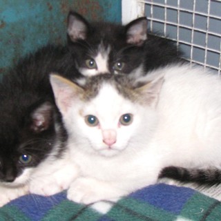 I gatti salvati dell'Enpa