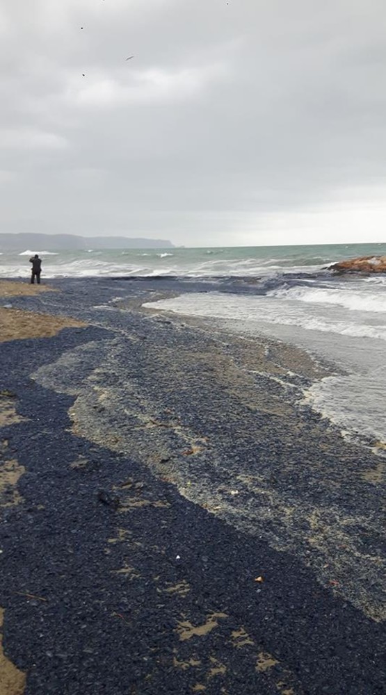 Distesa blu sul litorale: invasione di "Velelle" a Ceriale