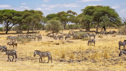 Safari in Tanzania: scopri i migliori tour con Tracks of Africa