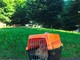 Savona, l'Enpa recupera un coniglio nel giardino di via Trincee Savona, l'Enpa recupera un coniglio nel giardino di via Trincee