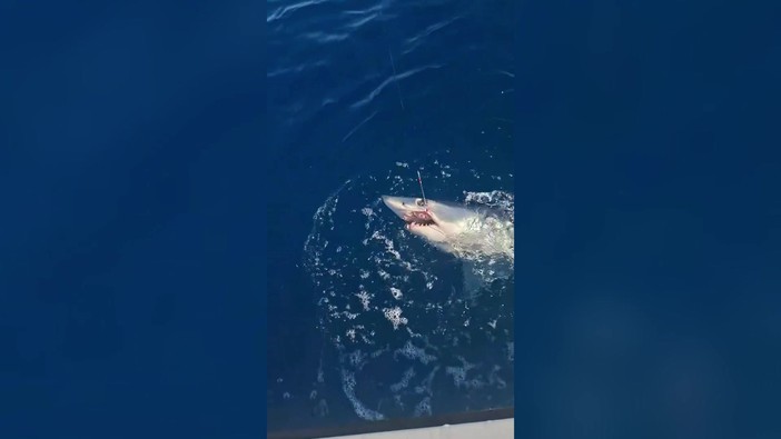 Squalo mako si attacca all'amo, lotta un'ora al largo di Livorno e poi si libera