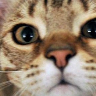 Micio che passione, il 32% degli italiani gioca più di 2 ore a settimana con il proprio gatto