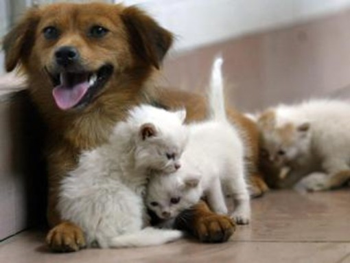 Acqua sempre disponibile e attenzione a superfici calde, 5 consigli per proteggere cani e gatti in estate Acqua sempre disponibile e attenzione a superfici calde, 5 consigli per proteggere cani e gatti in estate