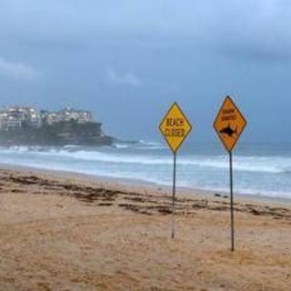 Australia, uomo muore dopo attacco di squalo al largo di Perth Australia, uomo muore dopo attacco di squalo al largo di Perth