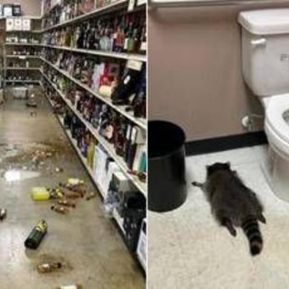 Il ladro di liquori è un procione, si ubriaca in negozio e sviene Il ladro di liquori è un procione, si ubriaca in negozio e sviene