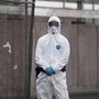 Hantavirus, l'esperta: "Più letale ma diverso da Covid, non si rischia nuova pandemia" Hantavirus, l'esperta: "Più letale ma diverso da Covid, non si rischia nuova pandemia"