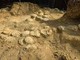 In Francia trovate oltre 100 uova di dinosauro, hanno 72 milioni di anni In Francia trovate oltre 100 uova di dinosauro, hanno 72 milioni di anni
