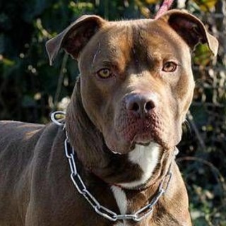 Bari, bimba di 2 anni aggredita e ferita al volto da pitbull del vicino