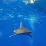 Dramma in Australia, si tuffa in mare e viene ucciso da uno squalo: chiuse tutte le spiagge