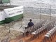 Alassio: la mareggiata minaccia "When We Were Kids"?
