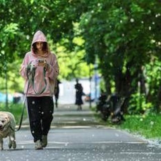 Obbligo di lavare la pipì del cane in strada, Bassetti: "Dal punto di vista scientifico non serve a nulla" Obbligo di lavare la pipì del cane in strada, Bassetti: "Dal punto di vista scientifico non serve a nulla"