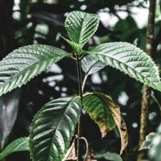 Droghe, esplode l'uso di kratom negli Usa: segnalazioni cresciute di 65 volte in un decennio