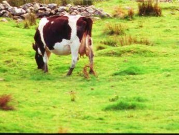 Aviaria, trovati anticorpi in una mucca nei Paesi Bassi: prima volta fuori dagli Usa Aviaria, trovati anticorpi in una mucca nei Paesi Bassi: prima volta fuori dagli Usa