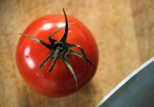 Rischio salmonella a Bari, Asl vieta pomodori freschi in mense nidi, scuole e Rsa Rischio salmonella a Bari, Asl vieta pomodori freschi in mense nidi, scuole e Rsa
