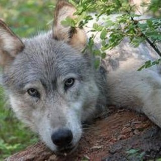 Avvistato branco di lupi a Fregene, chiusa Pineta Monumentale