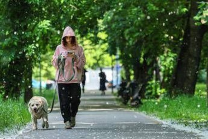 Obbligo di lavare la pipì del cane in strada, Bassetti: "Dal punto di vista scientifico non serve a nulla" Obbligo di lavare la pipì del cane in strada, Bassetti: "Dal punto di vista scientifico non serve a nulla"