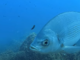 Il Grande Fratello nel mare dell'Area Marina di Bergeggi: h24 una web cam riprende lo spettacolo Il Grande Fratello nel mare dell'Area Marina di Bergeggi: h24 una web cam riprende lo spettacolo
