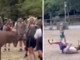 Prova a toccare un cervo e viene 'caricato': il video virale Prova a toccare un cervo e viene 'caricato': il video virale
