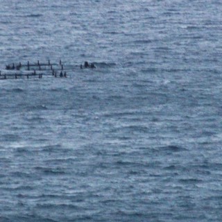 Maricoltura in stato di degrado e abbandono davanti al litorale alassino, decade la concessione e si ordina la rimozione della struttura