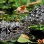Aggredito e trascinato sott’acqua da un alligatore mentre pesca: morto 71enne Aggredito e trascinato sott’acqua da un alligatore mentre pesca: morto 71enne