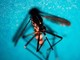 West Nile, prima vittima in Veneto: morta donna di 81 anni West Nile, prima vittima in Veneto: morta donna di 81 anni