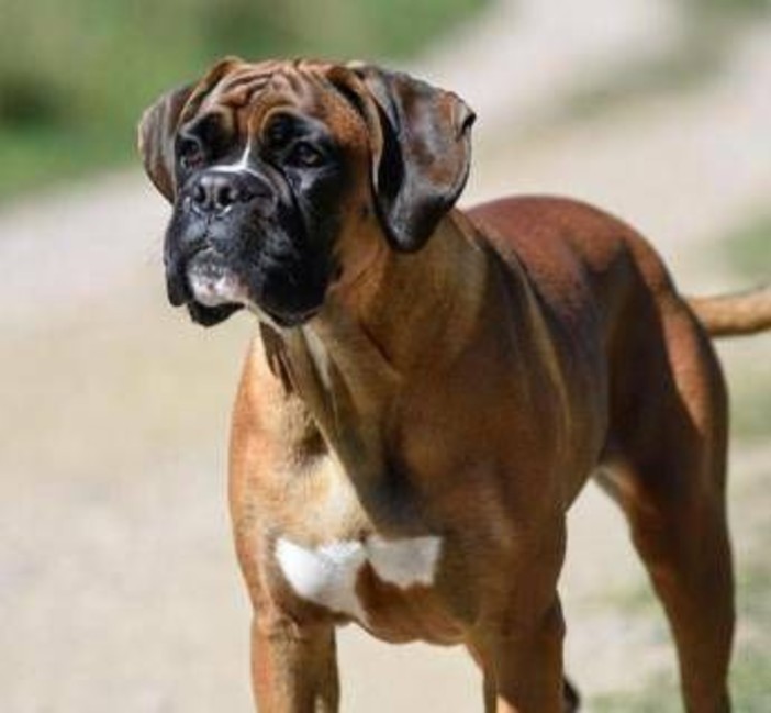 Cani e problemi respiratori, le 12 razze a rischio dal pechinese al boxer Cani e problemi respiratori, le 12 razze a rischio dal pechinese al boxer