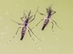 Zanzare e virus, cresce l'attenzione in Italia: 700 casi di West Nile e 312 di Dengue Zanzare e virus, cresce l'attenzione in Italia: 700 casi di West Nile e 312 di Dengue