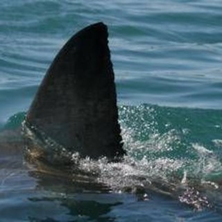 Australia, squalo attacca e uccide nuotatore a Perth Australia, squalo attacca e uccide nuotatore a Perth