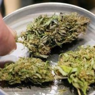 Manovra, cannabis light torna legale ma con 'super imposta' del 40% Manovra, cannabis light torna legale ma con 'super imposta' del 40%
