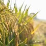 Agroalimentare, Ismea: superati sistema dei bandi per finanziamenti a condizioni di mercato Agroalimentare, Ismea: superati sistema dei bandi per finanziamenti a condizioni di mercato