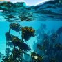 In Alaska un 15enne sopravvive due giorni in mare aggrappato a barca capovolta: morto il fratello
