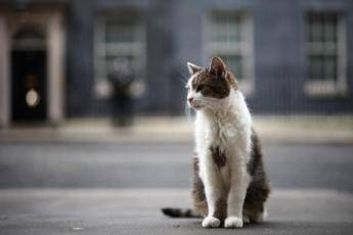 Gatto Larry compie 15 anni di servizio, è Chief Mouser a Downing Street