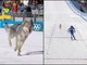 Milano Cortina, nella gara di sci di fondo spunta un lupo. Cos'è successo alle Olimpiadi Milano Cortina, nella gara di sci di fondo spunta un lupo. Cos'è successo alle Olimpiadi